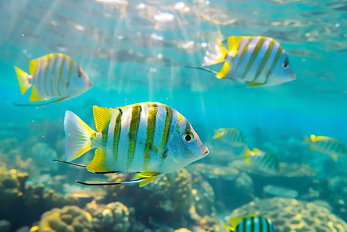 海里鱼游戏,海里鱼游戏的奇幻海洋之旅(图3) 海里鱼游戏,海里鱼游戏的奇幻海洋之旅(图3)