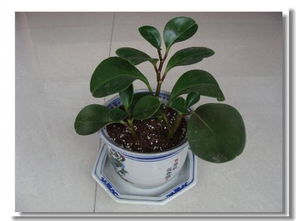 养花游戏卖花,卖花赢取绿色财富(图1) 养花游戏卖花,卖花赢取绿色财富(图1)
