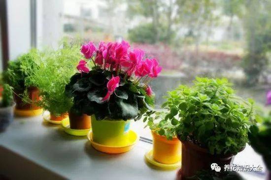 养花游戏卖花,卖花赢取绿色财富(图2) 养花游戏卖花,卖花赢取绿色财富(图2)