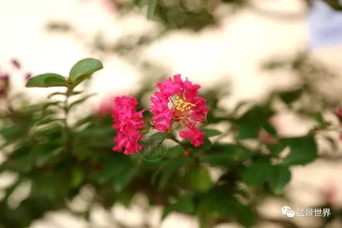 紫薇繁花游戏,穿越时空的奇幻之旅(图3) 紫薇繁花游戏,穿越时空的奇幻之旅(图3)