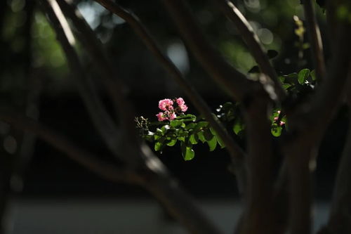紫薇繁花游戏,穿越时空的奇幻之旅(图2) 紫薇繁花游戏,穿越时空的奇幻之旅(图2)