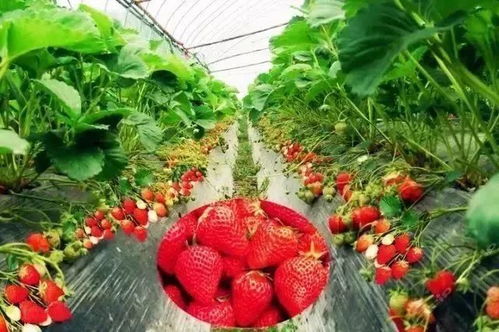 青井草莓玩游戏机哪部,重温经典回忆(图1) 青井草莓玩游戏机哪部,重温经典回忆(图1)