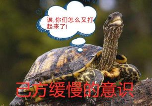 乌龟墩游戏,一场充满智慧与策略的欢乐之旅(图1) 乌龟墩游戏,一场充满智慧与策略的欢乐之旅(图1)