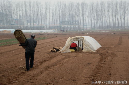 盖棚子游戏,一场寓教于乐的智慧竞技之旅(图3)