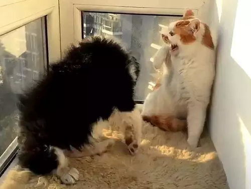蒙猫猫游戏,智慧挑战的欢乐时光(图3)