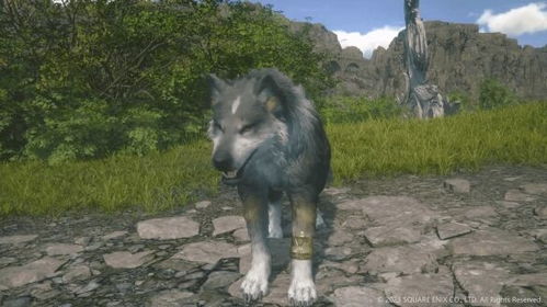 狼犬游戏,揭秘团队协作与生存智慧(图1)
