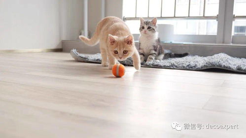 猫玩耍游戏,趣味游戏解锁萌宠快乐生活(图2) 猫玩耍游戏,趣味游戏解锁萌宠快乐生活(图2)