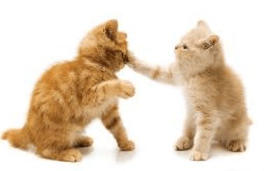 猫玩耍游戏,趣味游戏解锁萌宠快乐生活(图3) 猫玩耍游戏,趣味游戏解锁萌宠快乐生活(图3)
