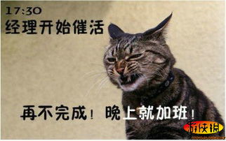 恶搞猫游戏,猫咪版“狼人杀”的欢乐盛宴(图2) 恶搞猫游戏,猫咪版“狼人杀”的欢乐盛宴(图2)