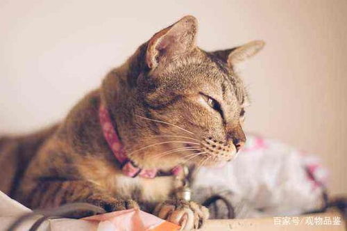 猫游戏叫,揭秘猫咪游戏背后的趣味世界(图3)