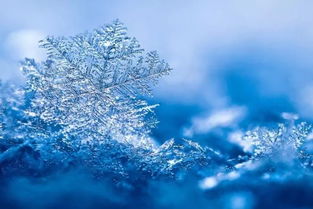 吹雪花游戏,探索吹雪花游戏的无限魅力(图1) 吹雪花游戏,探索吹雪花游戏的无限魅力(图1)
