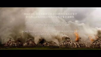 象牙游戏图片,揭秘奢华背后的黑暗交易(图1) 象牙游戏图片,揭秘奢华背后的黑暗交易(图1)