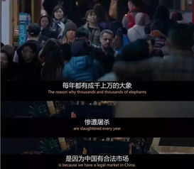 象牙游戏图片,揭秘奢华背后的黑暗交易(图3) 象牙游戏图片,揭秘奢华背后的黑暗交易(图3)