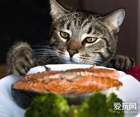 游戏鱼猫咪,探索鱼猫咪的奇幻冒险之旅(图3)