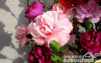 康乃馨游戏,一场温馨的亲情互动之旅(图2)