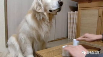 猜饼干游戏,揭秘味蕾冒险之旅(图2) 猜饼干游戏,揭秘味蕾冒险之旅(图2)