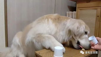 猜饼干游戏,揭秘味蕾冒险之旅(图1) 猜饼干游戏,揭秘味蕾冒险之旅(图1)