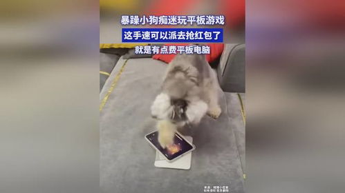 小狗平板游戏,小狗平板游戏的欢乐冒险之旅(图3)