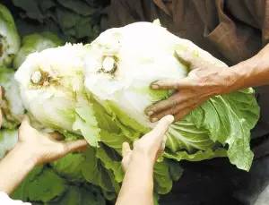 搬白菜游戏,锻炼团队协作的欢乐时光(图2) 搬白菜游戏,锻炼团队协作的欢乐时光(图2)