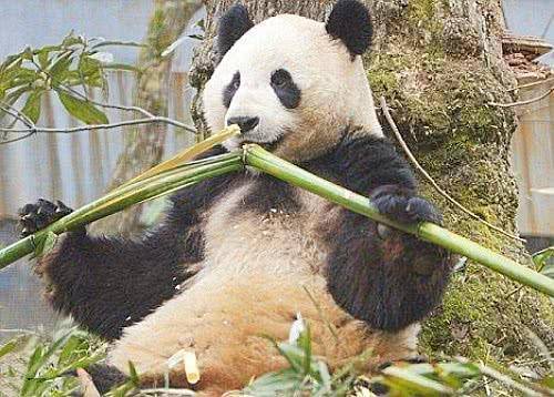 熊猫吃竹子游戏,体验自然和谐(图3)