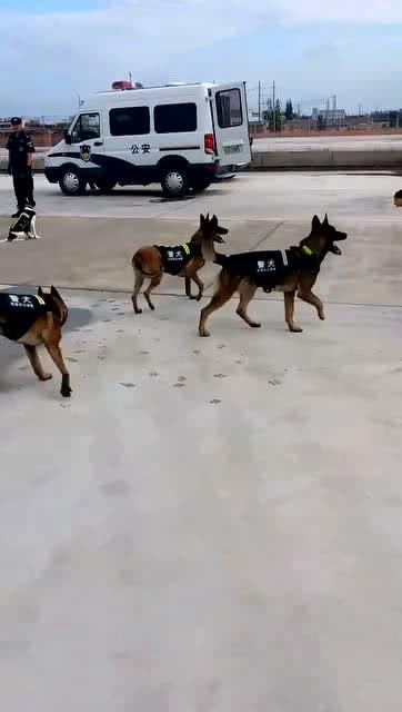 训练警犬游戏,智慧与勇气的完美融合(图3)