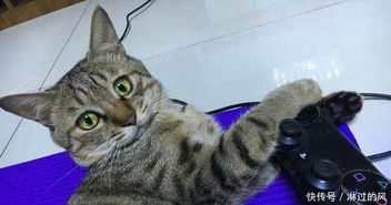 猫咪爱玩的手机游戏,盘点猫咪最爱玩的手机游戏(图2) 猫咪爱玩的手机游戏,盘点猫咪最爱玩的手机游戏(图2)