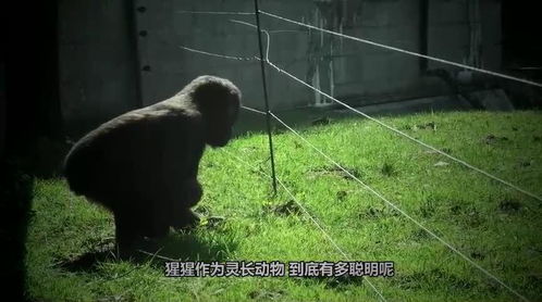 猩猩来了游戏,开启奇幻之旅(图3) 猩猩来了游戏,开启奇幻之旅(图3)