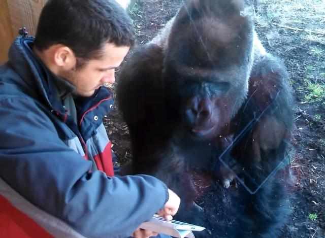 猩猩游戏,揭秘动物世界的智慧较量(图3) 猩猩游戏,揭秘动物世界的智慧较量(图3)
