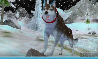 哈士奇萌宠屋 (图3)