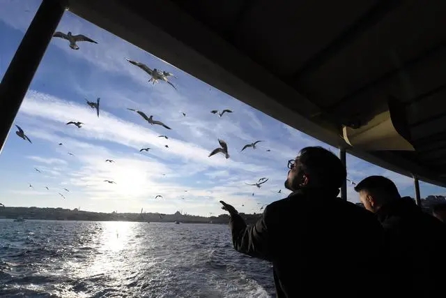 博斯普鲁斯海峡：冬日海鸥