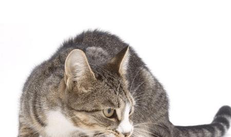猫和老鼠：携手走向光明前程-GS安卓网