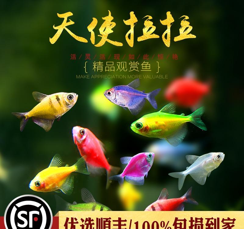 探秘天使之鱼游戏动态：受欢迎的秘密揭晓！
