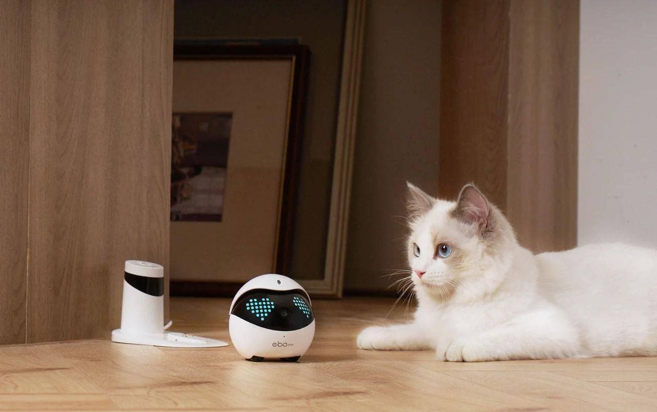 玩转猫咪机器人，宠物般成长！——猫咪机器人游戏动态