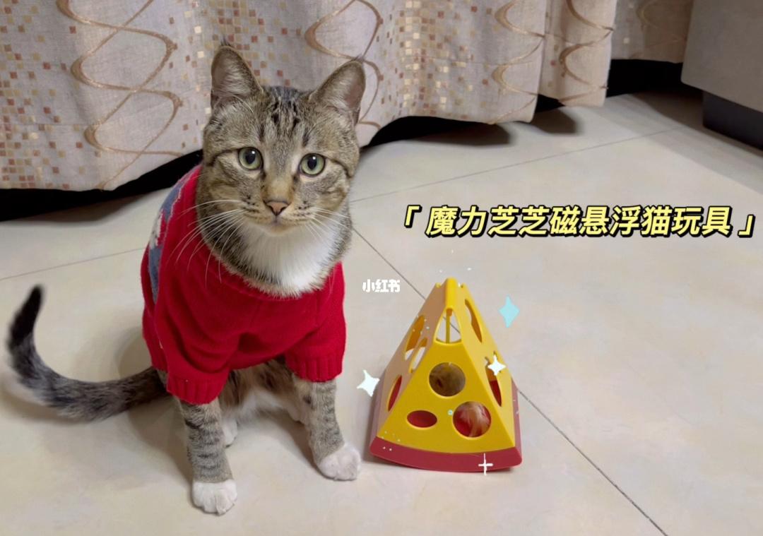 喵咪斗恶龙	