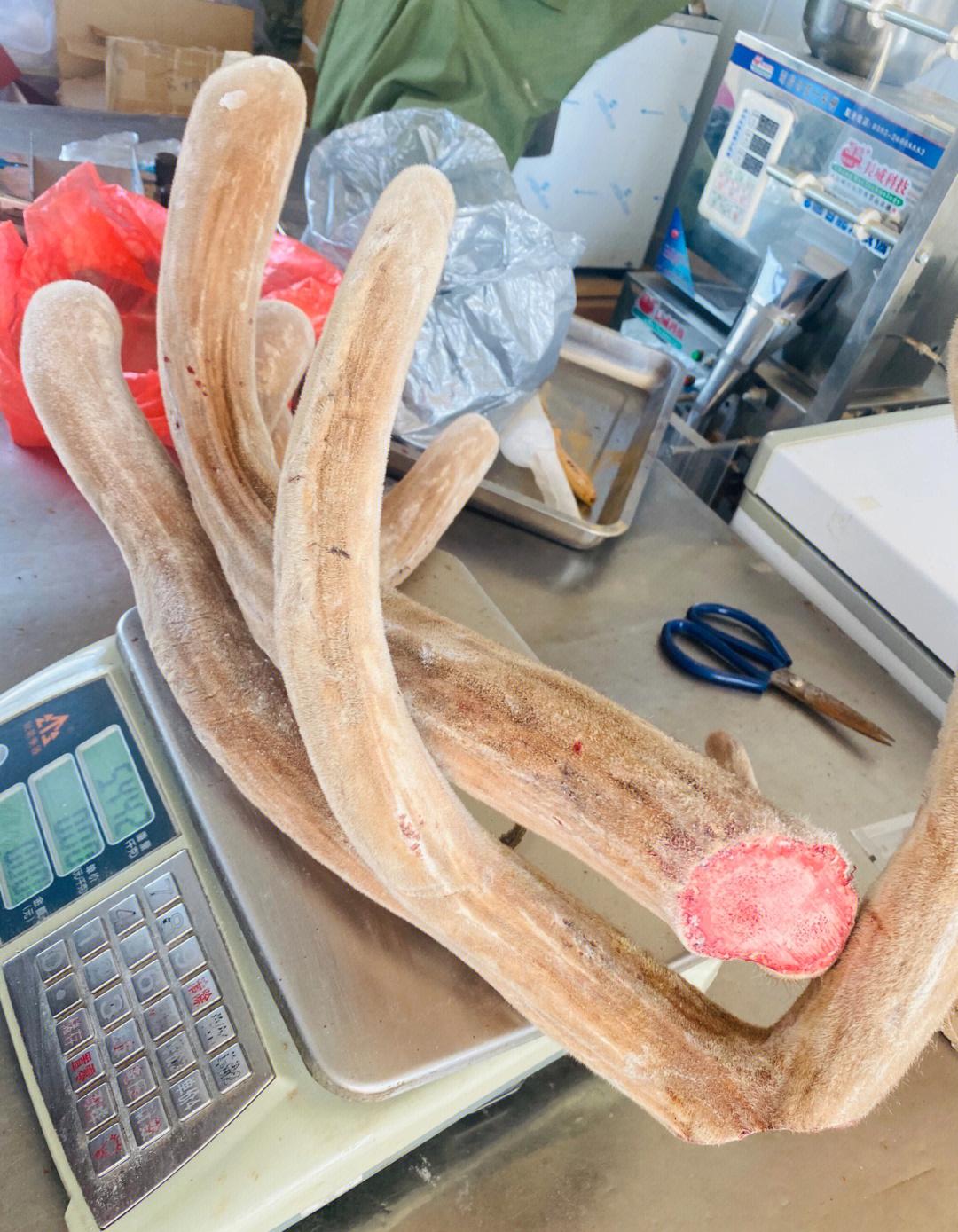 河洛群侠传 鹿茸	