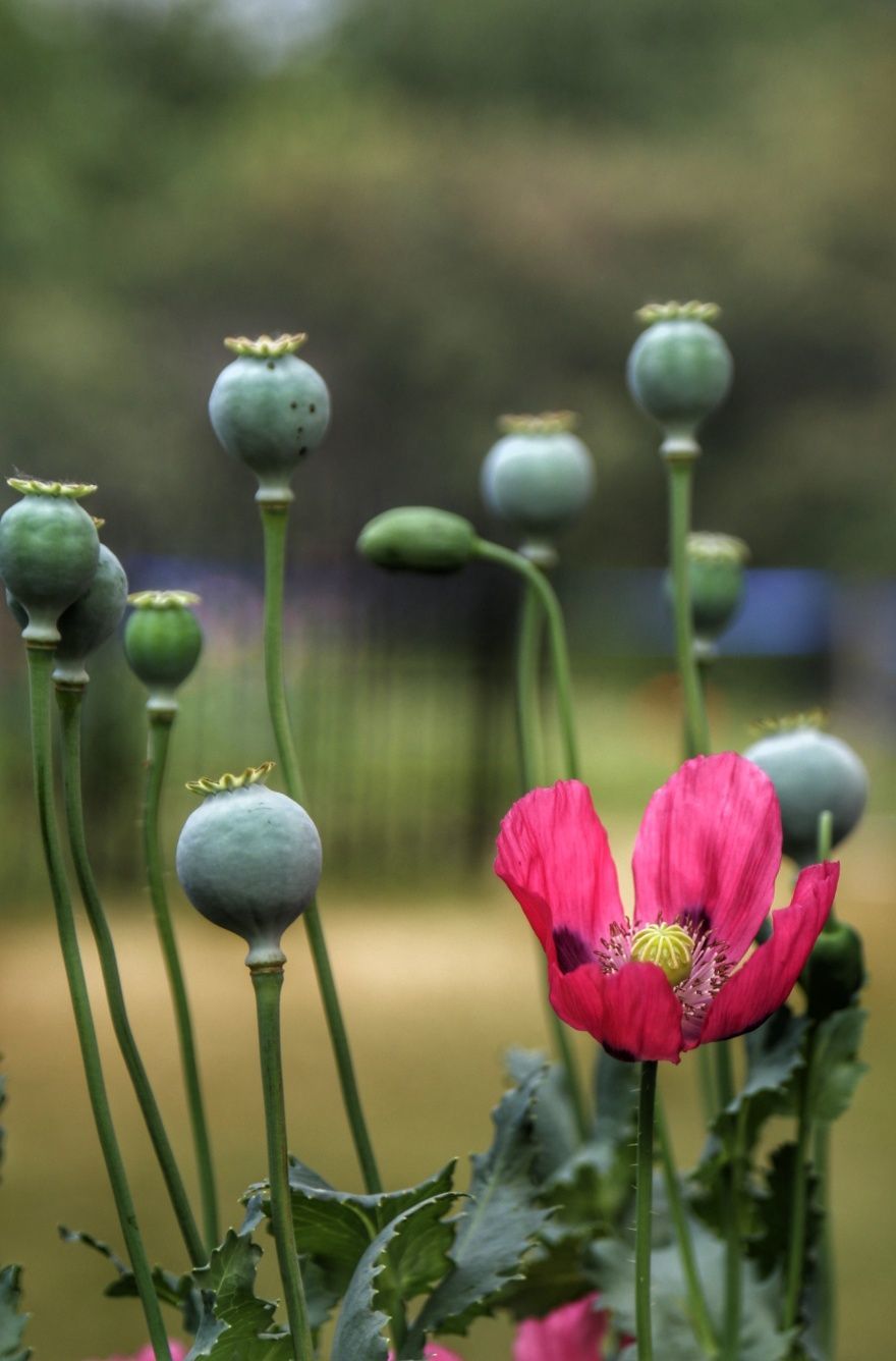 深山罪花：芳容惊艳思越木