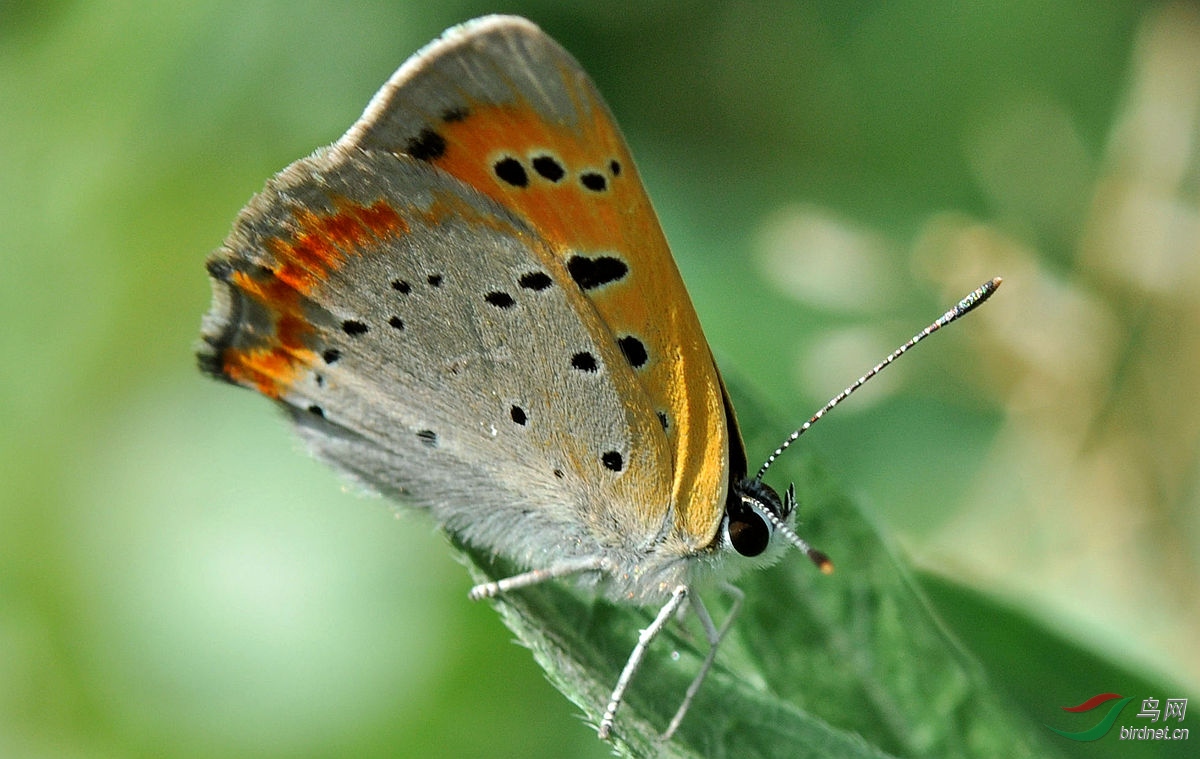 美丽绚烂的毒粉蝶：蝴蝶观察员的奇幻之旅
