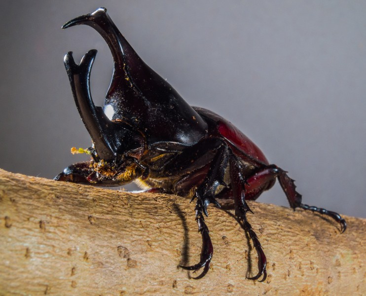 无穷动力：大力甲虫引领的力量源泉