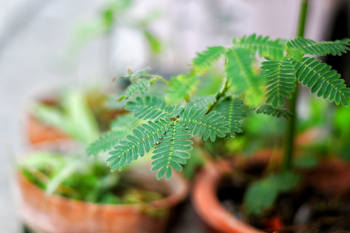 含羞草官网_含羞草官媒_含羞草官网