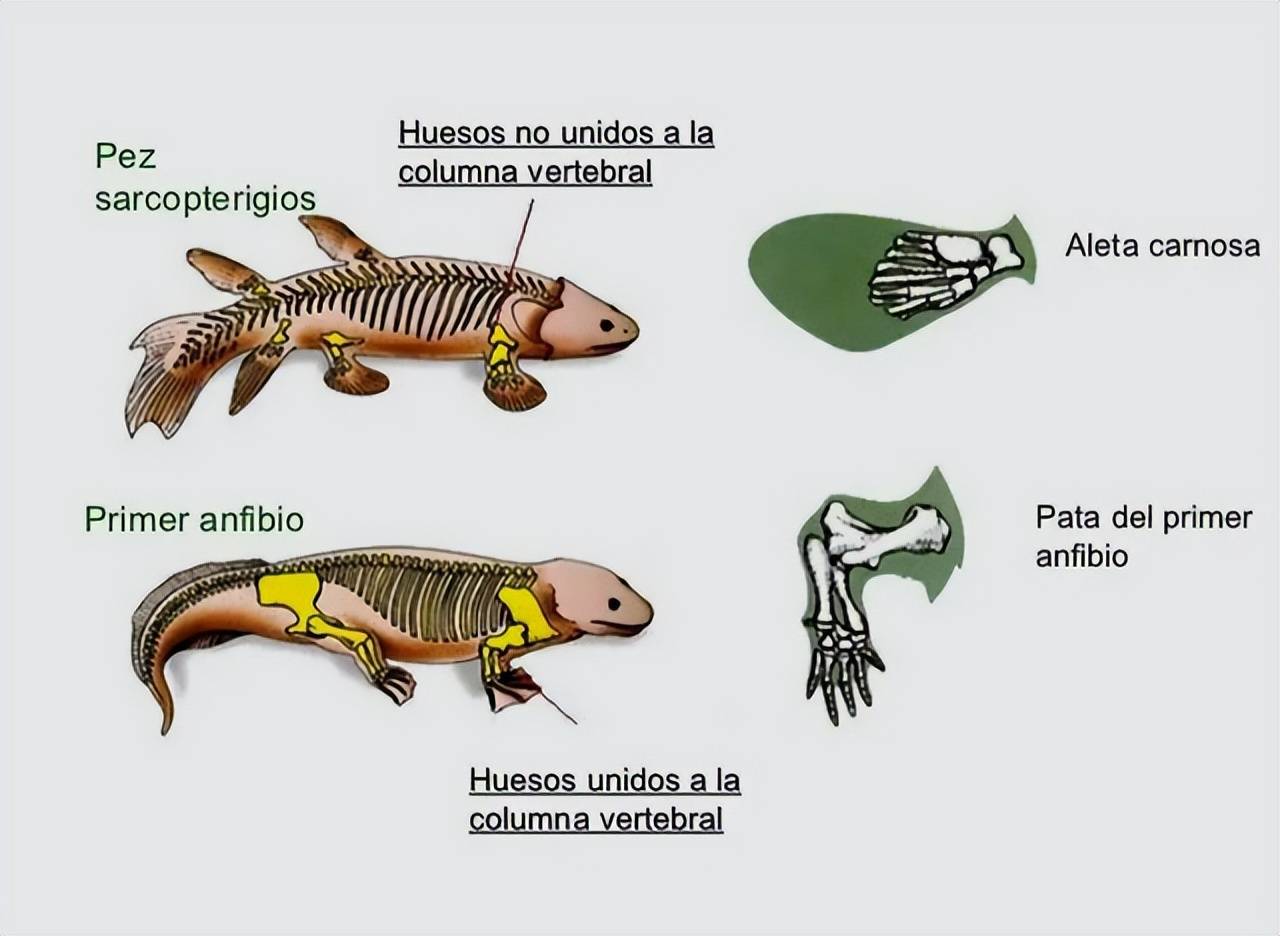 丑丑鱼进化秘密：思越木结构揭示了令人惊叹的演化过程