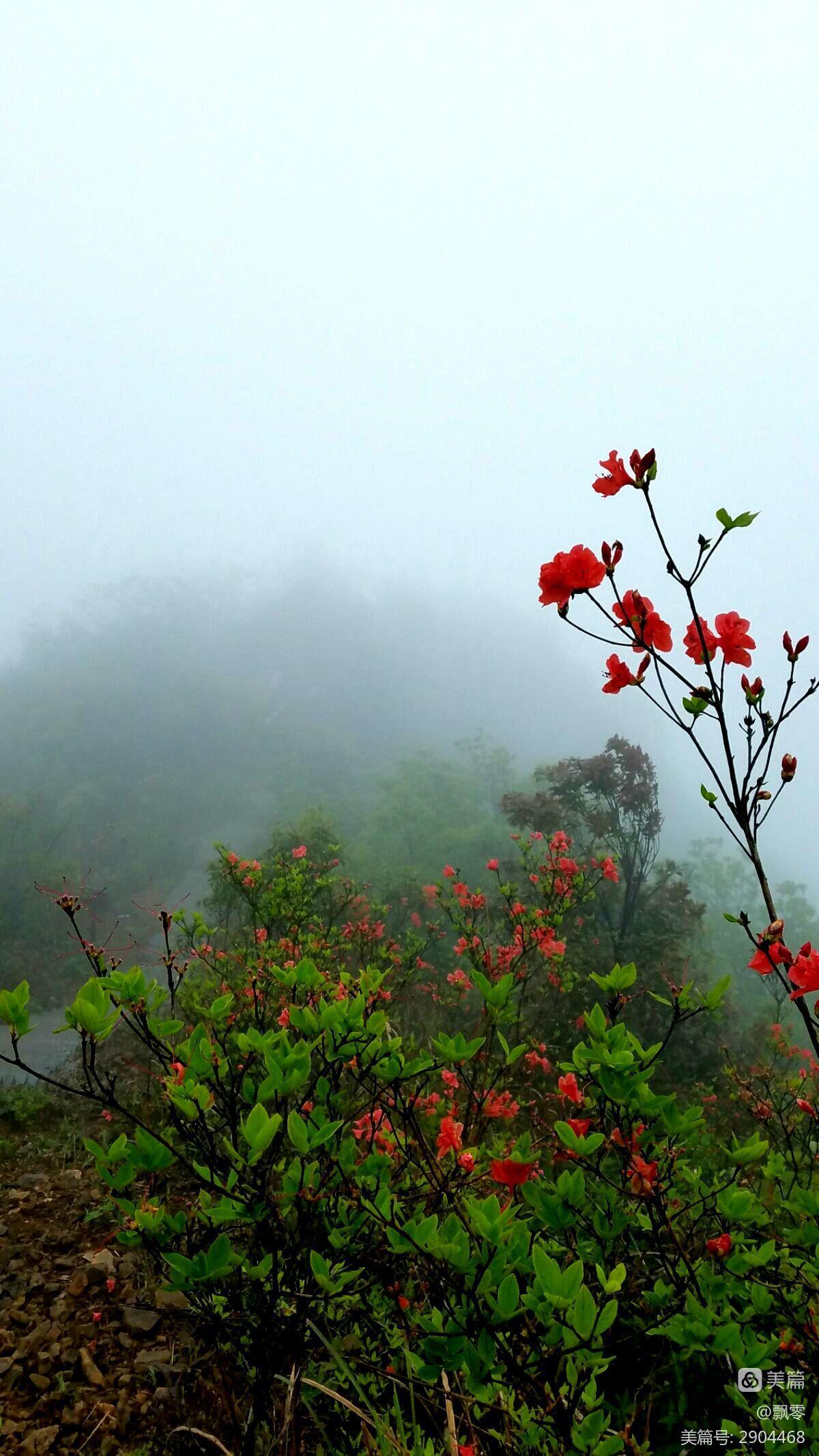 雾花是什么意思_雾花_雾花图片大全