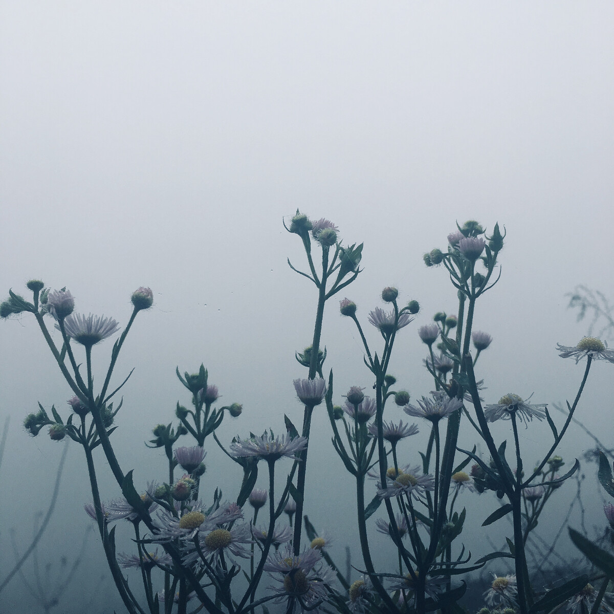 雾花是什么意思_雾花图片大全_雾花