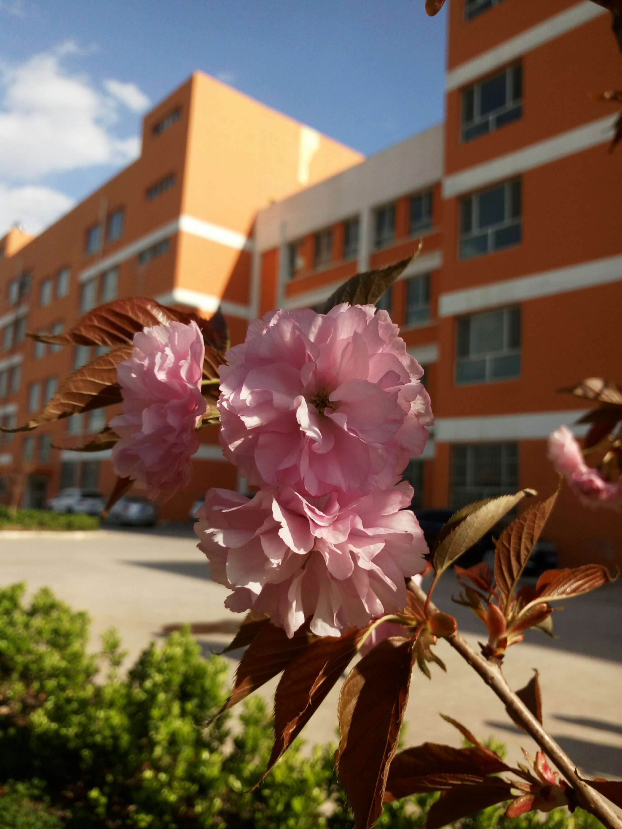 灵花是什么意思_灵花老母是谁_花之灵