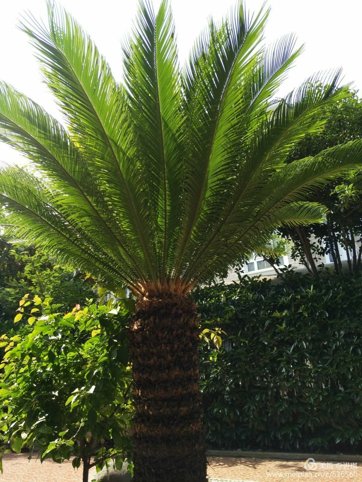 塞尔塔神庙_塞尔塞塔花_塞尔塞塔的树海