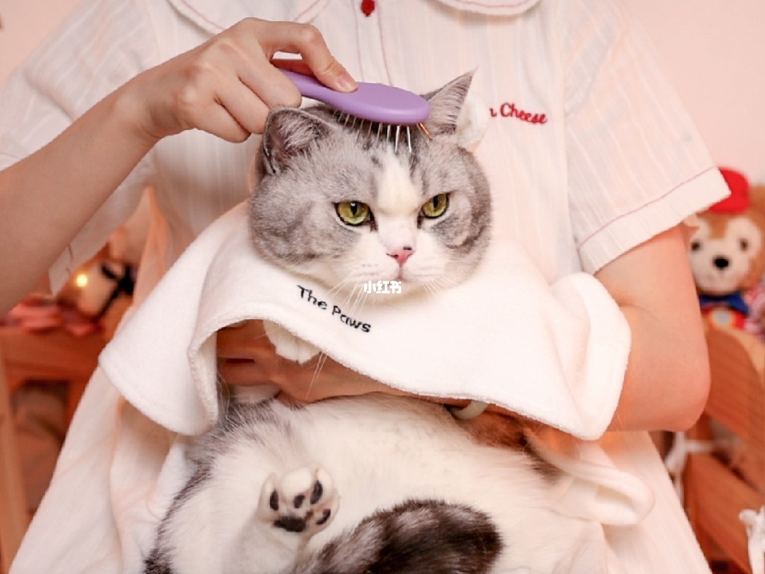适合小猫的游戏_小猫推荐手机游戏软件_小猫手机推荐游戏