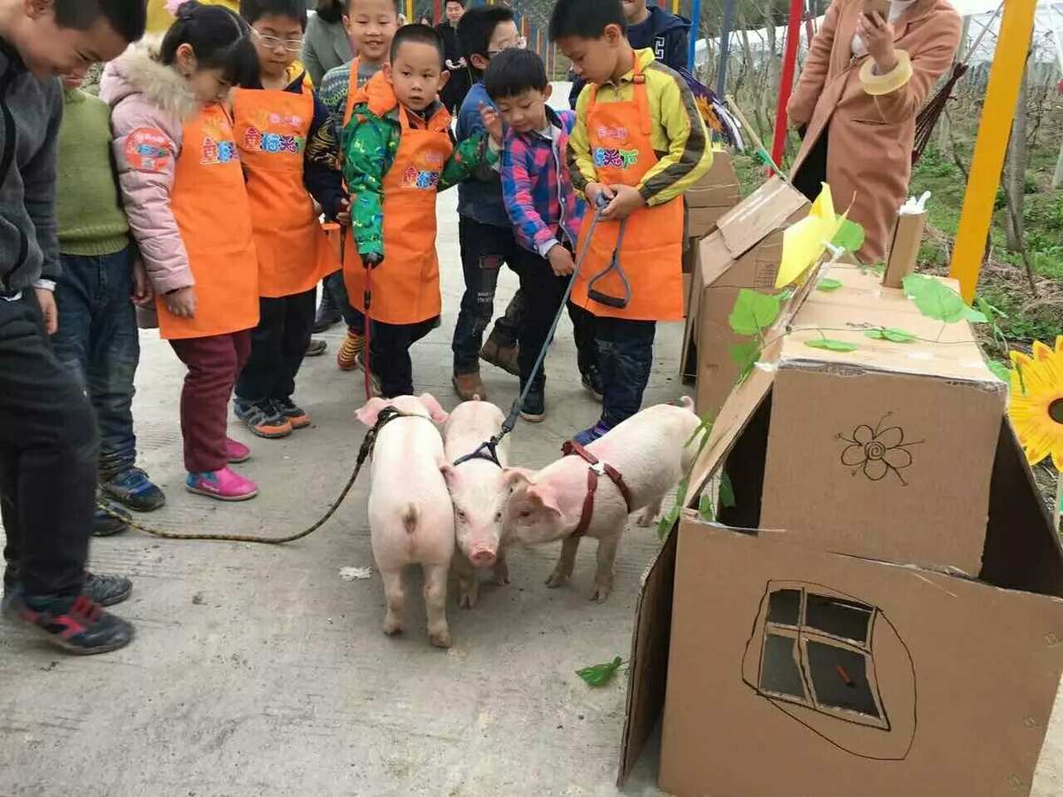 手机抓猪游戏：挑战你的益智技巧，畅玩休闲狂欢