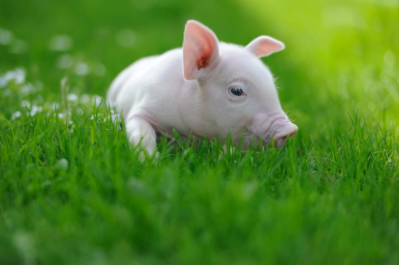 小猪佩奇农场手机游戏下载-小猪佩奇农场：种植作物、养殖可爱的动物来打造繁荣的农场
