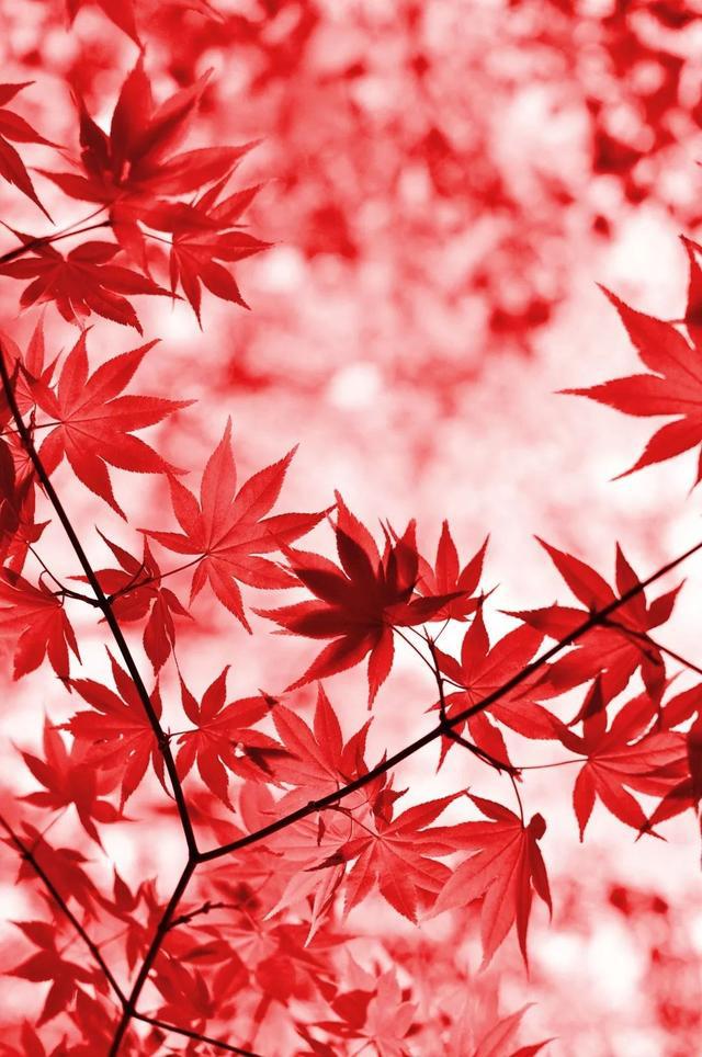 枫叶国是哪个国家的_枫叶之国_枫叶国旗是哪个国的