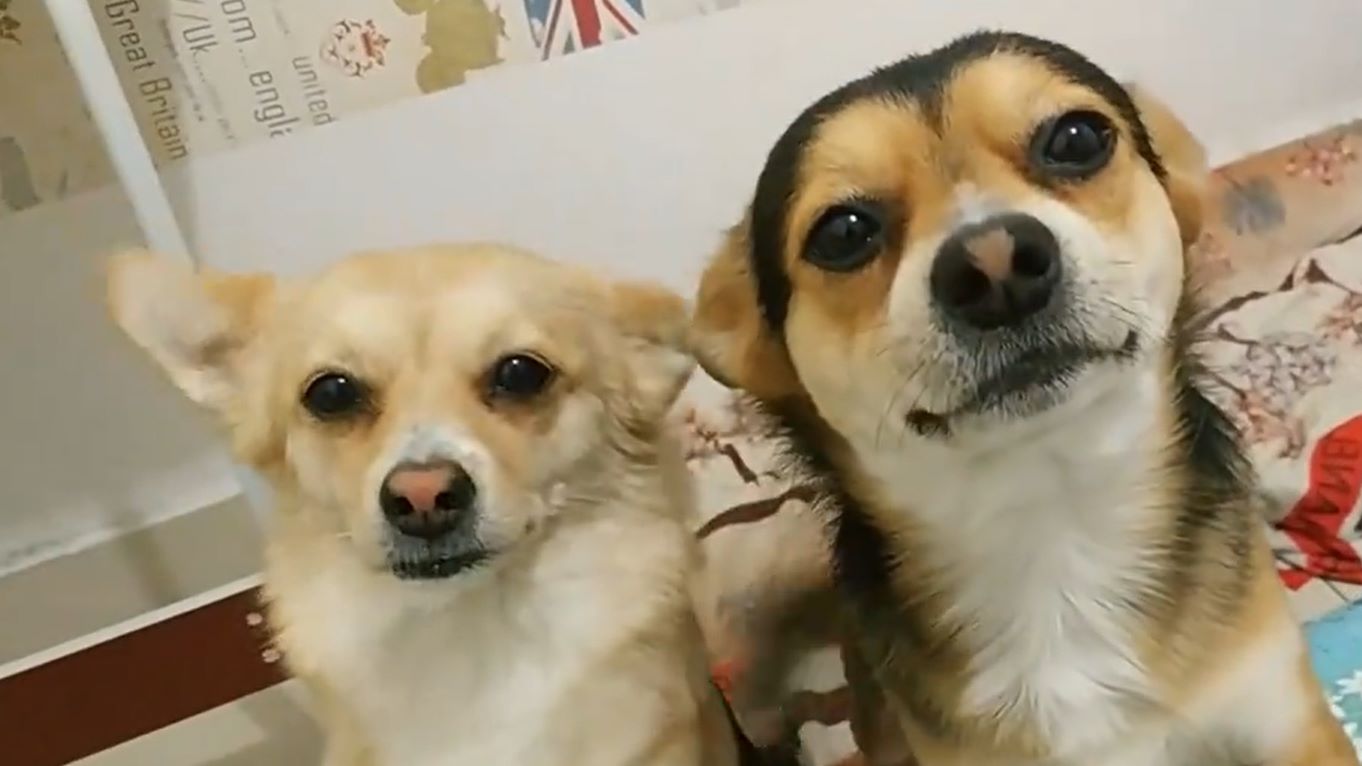 一只小狗的手机游戏视频_视频小狗手机游戏怎么玩_视频小狗手机游戏软件