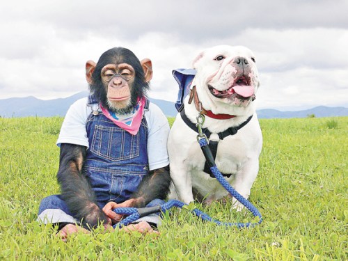 视频小狗手机游戏软件_一只小狗的手机游戏视频_视频小狗手机游戏怎么玩